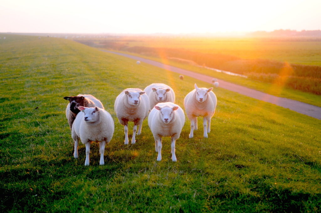 sheep on schiermonnikoog